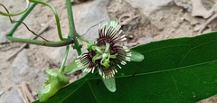 Passiflora coriacea