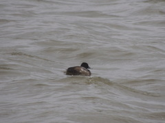 Aythya affinis
