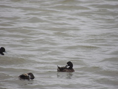 Aythya affinis