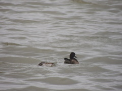 Aythya affinis