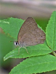 Cissia phronius