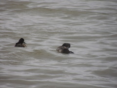 Aythya affinis