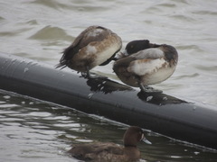 Aythya affinis