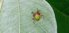 Eriophora nephiloides