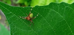 Eriophora nephiloides