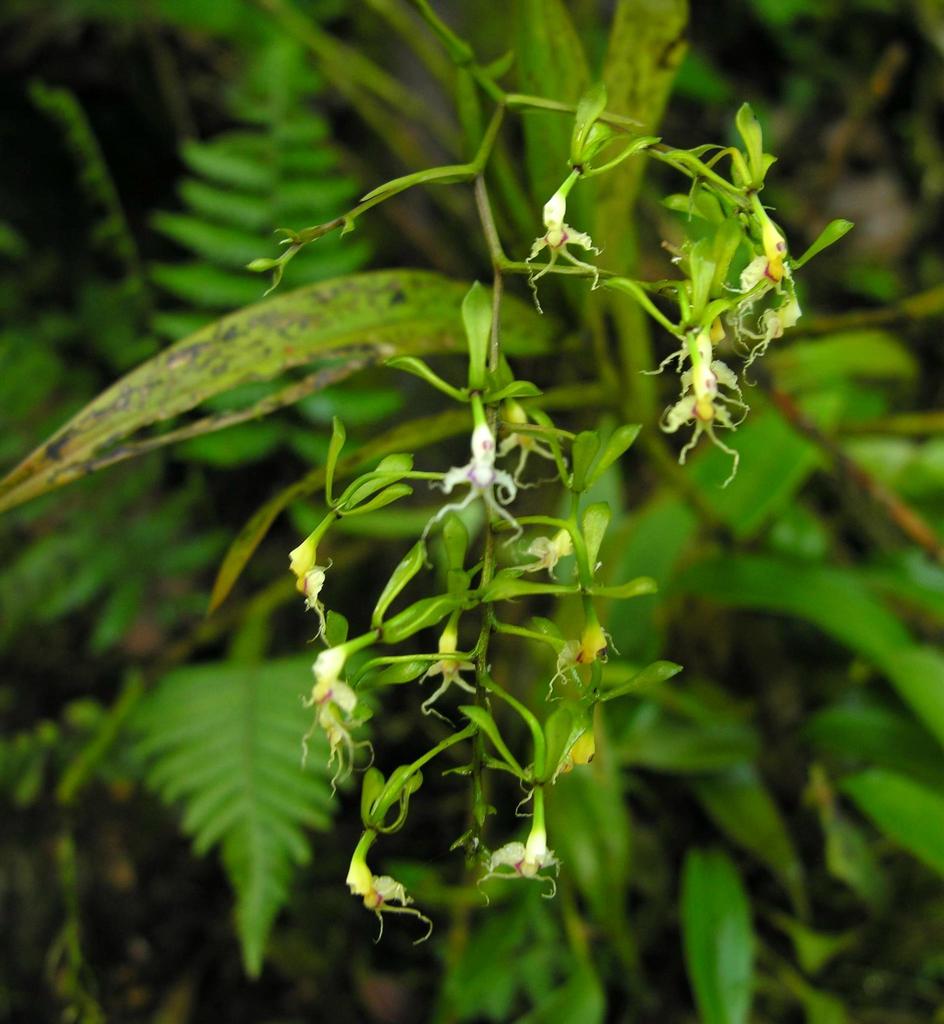 Epidendrum cirrhochilum