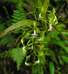 Epidendrum cirrhochilum, photograph (c) Todd Boland, some rights reserved (CC BY)