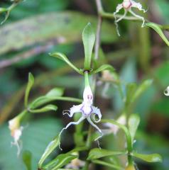 Epidendrum cirrhochilum