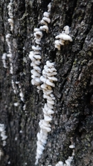 Schizophyllum commune