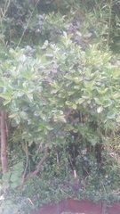 Psidium cattleyanum