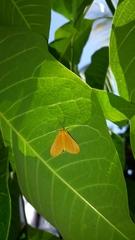 Eubaphe