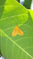 Eubaphe