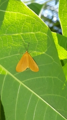 Eubaphe