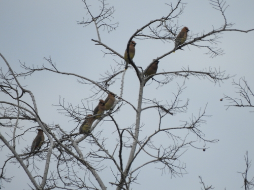 Cedar Waxwing photographed in South Carolina