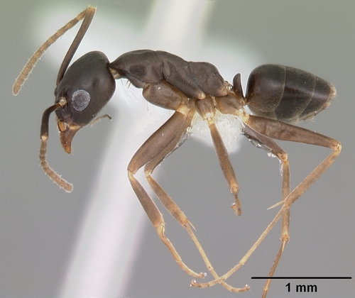 细臭蚁属Gracilidris