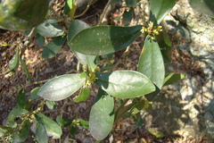 Daphnopsis racemosa