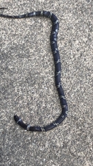 Leptodeira nigrofasciata