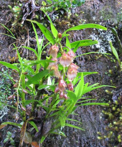 Epidendrum lloense (Lindl.) Hágsater & Dodson