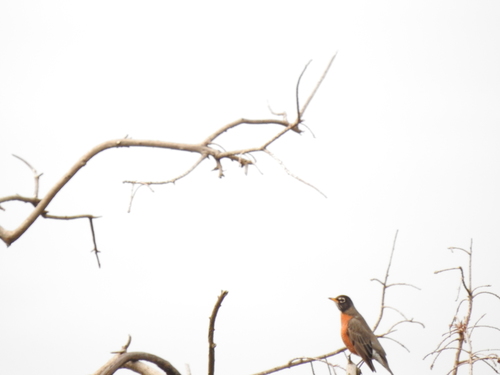 American Robin photographed in South Carolina