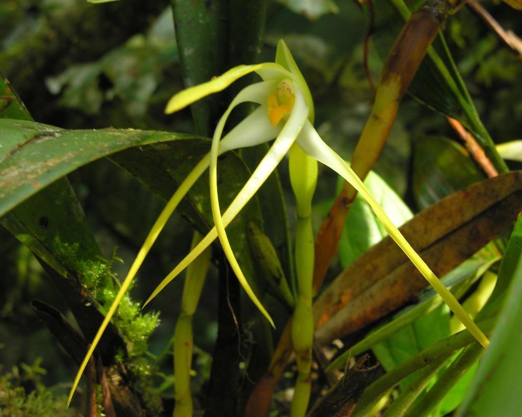 Maxillaria rubioi