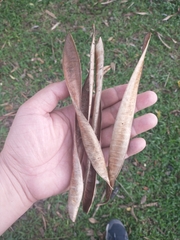 Leucaena leucocephala