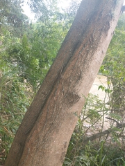 Leucaena leucocephala