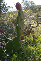 Opuntia elata