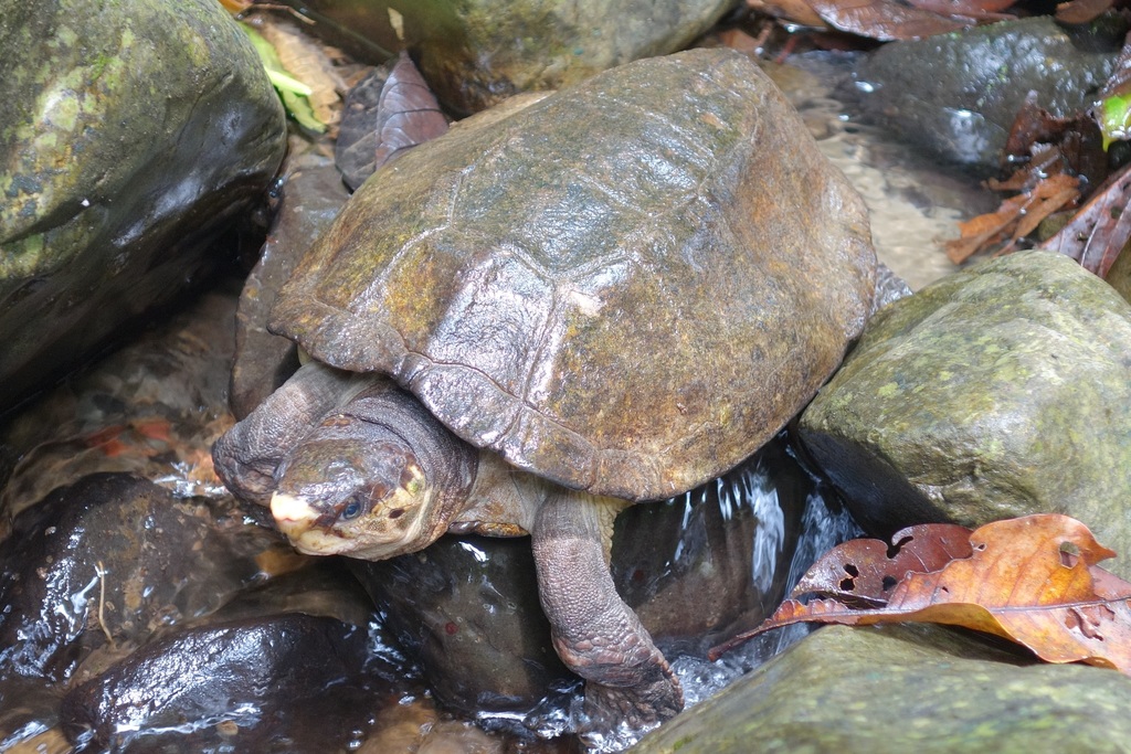 Malayan Flat-Shelled Turtle