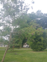 Leucaena leucocephala