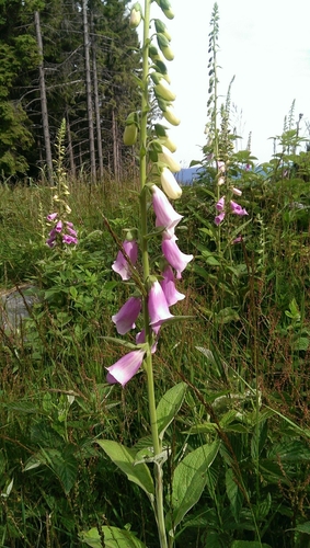 Náprstník červený (Digitalis purpurea)