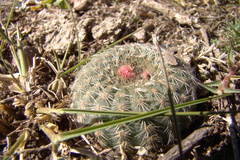 Frailea pygmaea