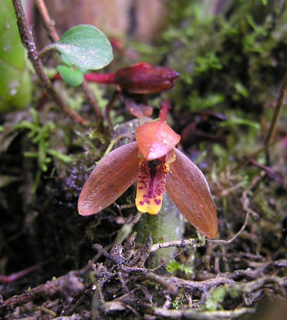 Maxillaria rufescens