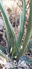 Agave difformis