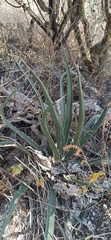 Agave difformis