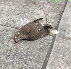 Accipiter cooperii