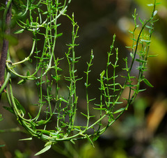 Scyphostelma microphylla