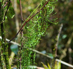 Scyphostelma microphylla