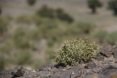 Anabasis brevifolia