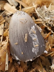Coprinopsis lagopus