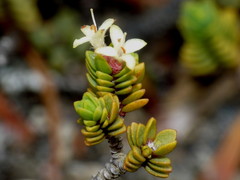 Pimelea microphylla