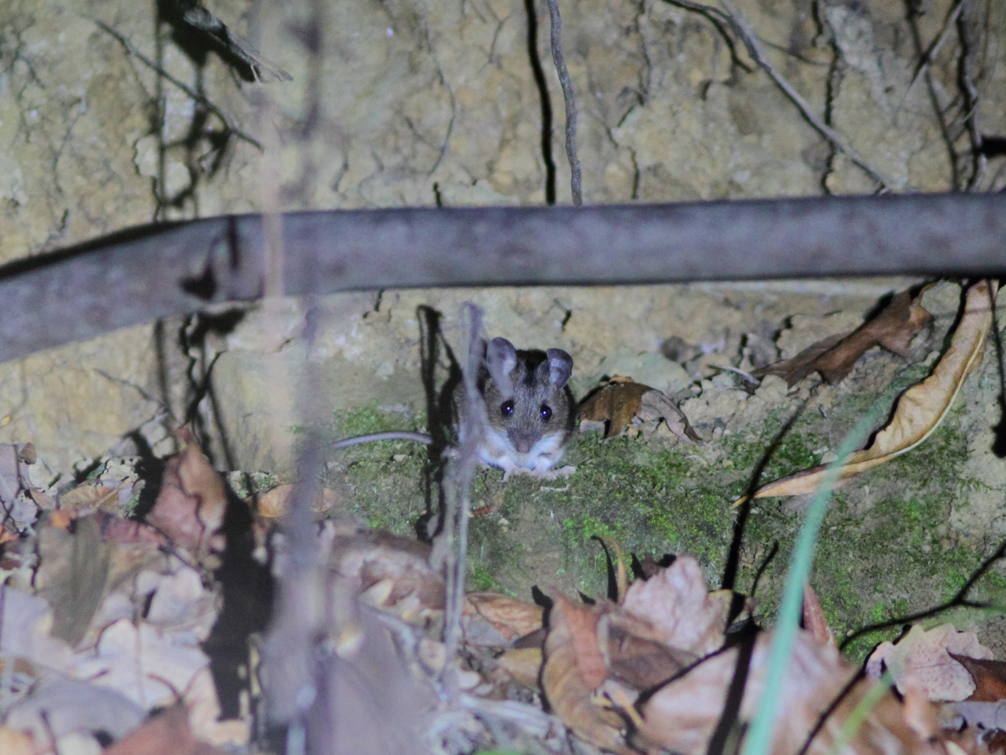 Caucasus Field Mouse photo 6