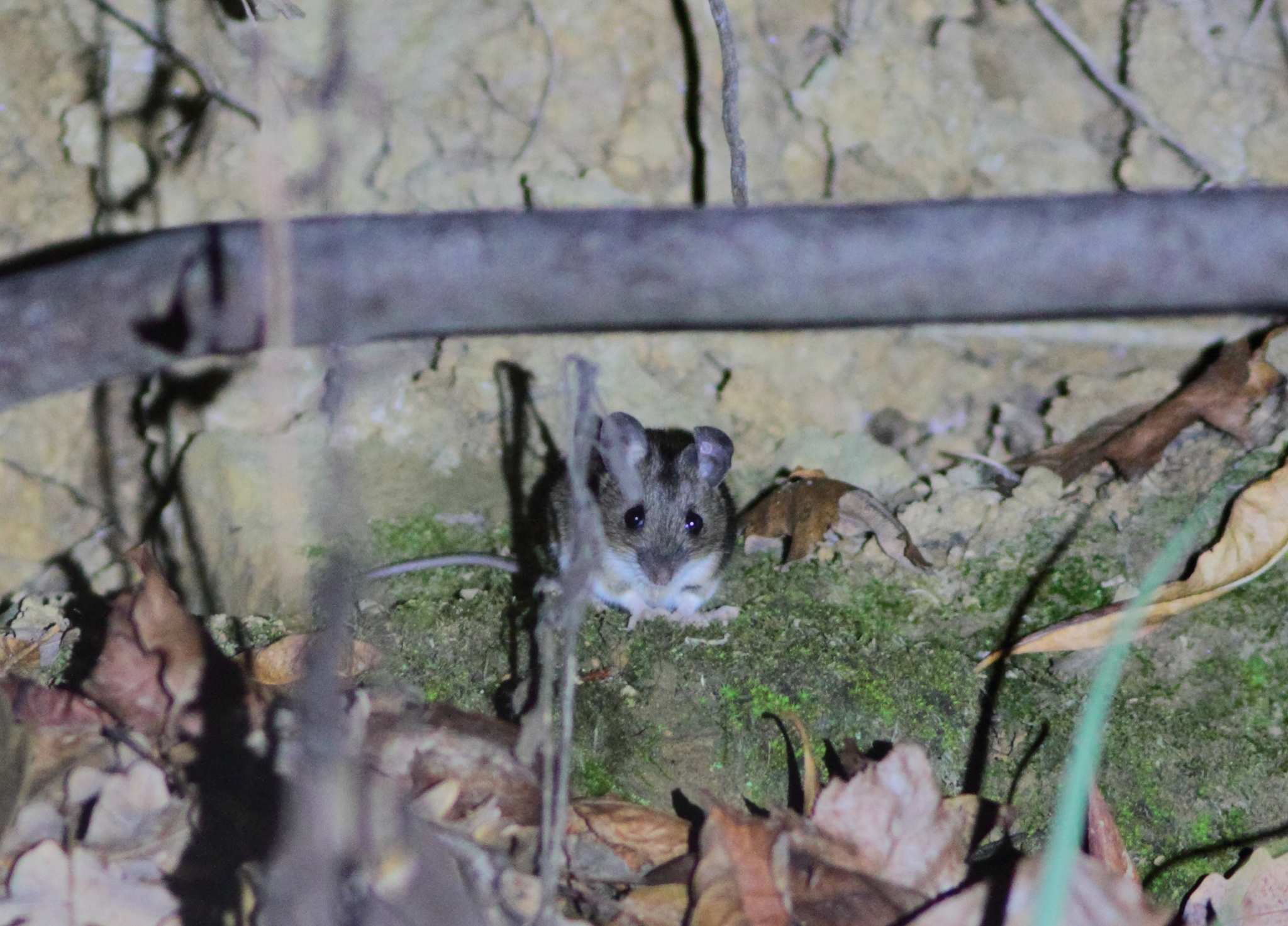 Caucasus Field Mouse photo 7