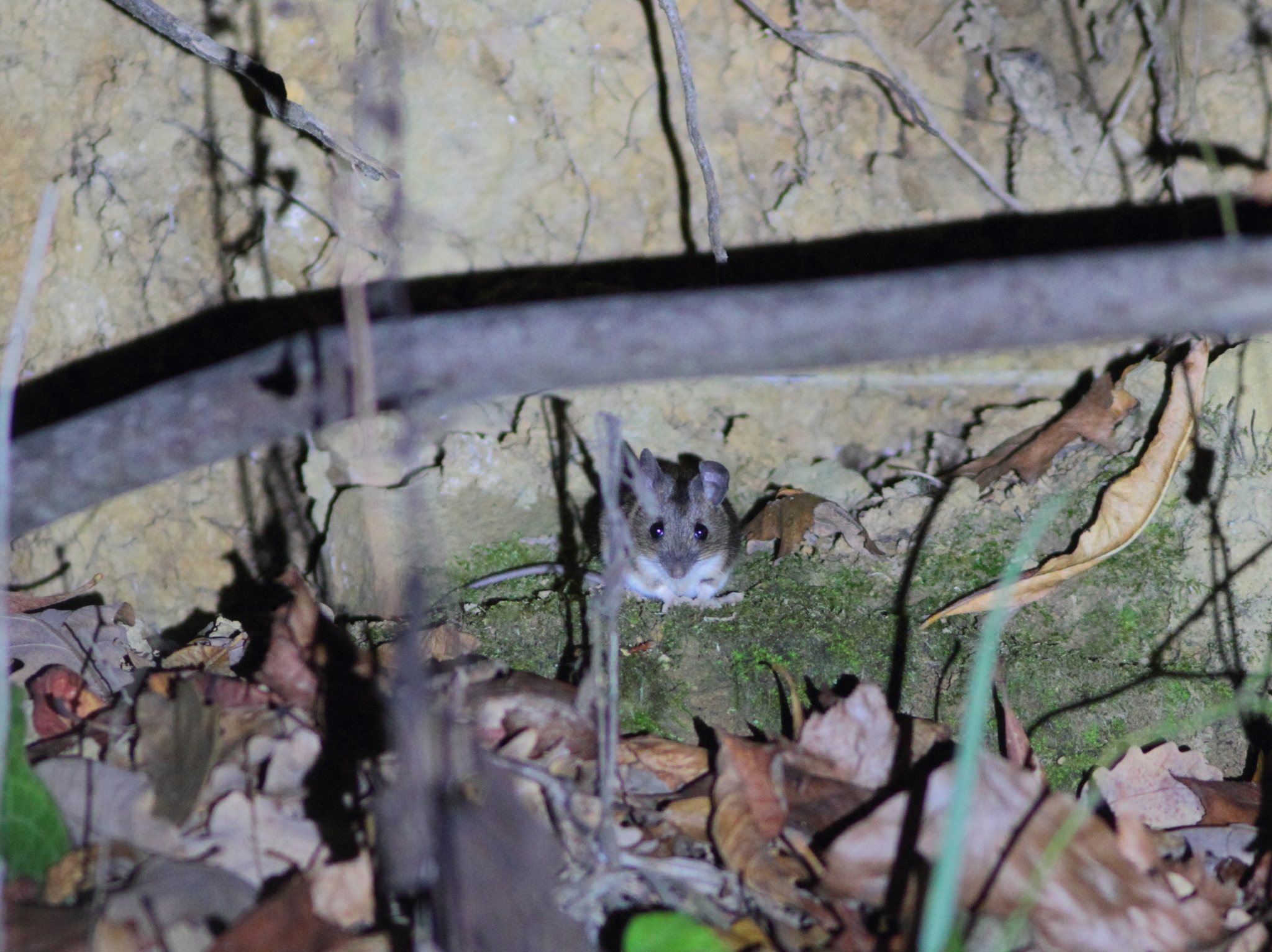 Caucasus Field Mouse photo 8