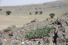 Zygophyllum pterocarpum