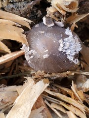 Coprinopsis lagopus
