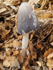 Coprinopsis lagopus