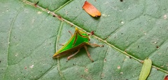 Umbonia spinosa