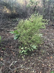 Vaccinium darrowii image