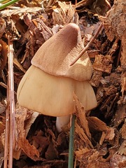 Conocybe coprophila