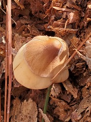 Conocybe coprophila